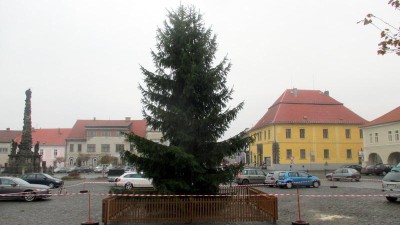 Vzrostlá borovice nebo smrk z vašeho pozemku může o Vánocích zdobit náměstí ve Velvarech