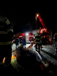 Foto: Kůň se v Nových Ouholicích za jízdy propadl shnilou podlahou přívěsu a stovky metrů brousil kopyty zem