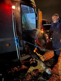 Foto: Kůň se v Nových Ouholicích za jízdy propadl shnilou podlahou přívěsu a stovky metrů brousil kopyty zem