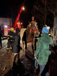 Foto: Kůň se v Nových Ouholicích za jízdy propadl shnilou podlahou přívěsu a stovky metrů brousil kopyty zem