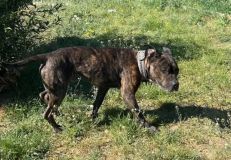 Monty byl několik dnů zavřený v bytě. Zachránili ho strážníci ze Stochova, majitelka se odstěhovala