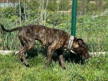 Monty byl několik dnů zavřený v bytě. Zachránili ho strážníci ze Stochova, majitelka se odstěhovala