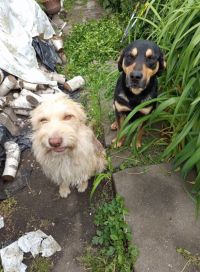 Hledá se Sky, utekla před dvěma týdny ve dvojici. Druhý pejsek už není