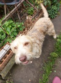 Hledá se Sky, utekla před dvěma týdny ve dvojici. Druhý pejsek už není