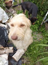 Hledá se Sky, utekla před dvěma týdny ve dvojici. Druhý pejsek už není