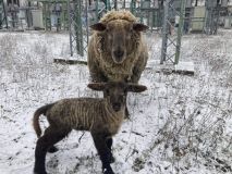 Na Štědrý den přivítali v kladenské teplárně nový přírůstek do ovčího stáda