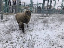 Na Štědrý den přivítali v kladenské teplárně nový přírůstek do ovčího stáda