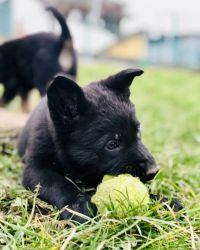 Pojmenujte policejní štěňátka!