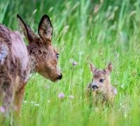 Desítky tisíc srnčat se ročně zabije. Letos se budou zachraňovat dříve. Začíná se v Kačici