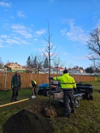 Na zámku Lány se venku sází stromy, uvnitř jsou už Vánoce