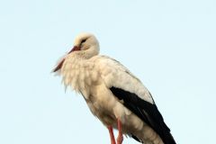 Už jsou dva! Za čápem do Kačice na Otevřeném mlýně přiletěla družka