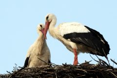 Už jsou dva! Za čápem do Kačice na Otevřeném mlýně přiletěla družka