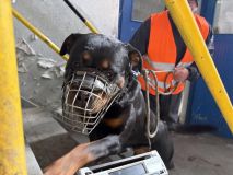 Ve Slaném se cvičili psovodi