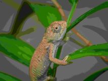 V Zooparku Zájezd se podařil odchov chameleonů bradavičnatých