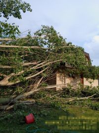 Stromy padaly jako hrušky. Vzrostlé topoly spadly na dům a zablokovaly hlavní vchod