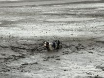 Kladenští hasiči zachraňovali nebohého psa z bahna