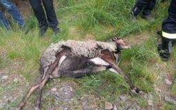 Obrazem: Úspěšná záchranná akce u sousedů! Ovce s jehnětem, co pobývaly u železniční trati, jsou po týdnech konečně v bezpečí