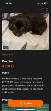 Kladenská chovatelka prodává po internetu neodčervená štěňata. Potom vyhrožuje