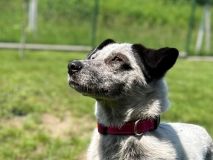 Ztratila se adoptovaná Lily z útulku. Ještě v týž den ji napadl jiný pes