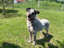 Ztratila se adoptovaná Lily z útulku. Ještě v týž den ji napadl jiný pes