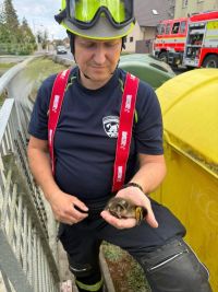 Nic roztomilejšího dnes neuvidíte! V Červeném Újezdě hasiči zachraňovali kachnátka