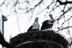 Už jsou dva! Za čápem do Kačice na Otevřeném mlýně přiletěla družka