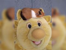 Kladenští strážníci zachraňovali sovu, zajíčka, kachnu a další zvířectvo