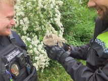 Kladenští strážníci zachraňovali sovu, zajíčka, kachnu a další zvířectvo