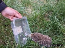 Kladenští strážníci zachraňovali sovu, zajíčka, kachnu a další zvířectvo