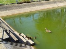 Strážníci zachránili kachní rodinku před masakrem. Převedli je přes Štěchovu