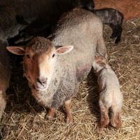 V kladenské teplárně přivítali čtyři ovčí mláďata