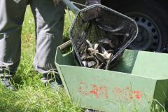 Obrazem – Ve středočeských pstruhových revírech byly vysazeny další tisíce potočáků