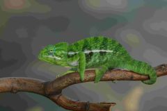 V Zooparku Zájezd se líhnou unikátní chameleoni. Jako jediní na světě chovají i rozmnožují chameleona zeleného