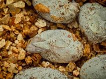 V Zooparku Zájezd se líhnou unikátní chameleoni. Jako jediní na světě chovají i rozmnožují chameleona zeleného