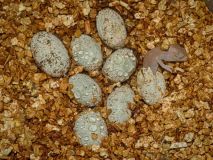 V Zooparku Zájezd se líhnou unikátní chameleoni. Jako jediní na světě chovají i rozmnožují chameleona zeleného