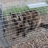 V železárnách na Dříni se odchytávají toulavé kočky