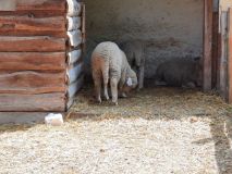 Dovolená na statku: Selský dvůr v Braňanech je malebné místo pro váš pobyt, výlet či akci, kde mají koně i zoo koutek, stylové ubytování a dobré jídlo