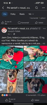 Hledá se Rudolf. Psa jeho majiteli měl hlídat útulek Bouchalka, ten ho mezitím dal do adopce