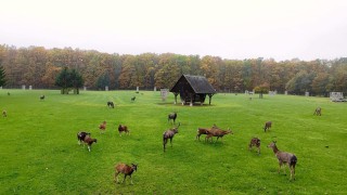 Lánská obora zakazuje vstup. Kvůli slintavce a kulhavce