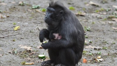 Krásná zpráva ze sousedního kraje! V Zoo Děčín se narodilo mládě makaka chocholatého