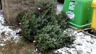 Po vzoru Kladna, začíná svoz vánočních stromků i ve Slaném