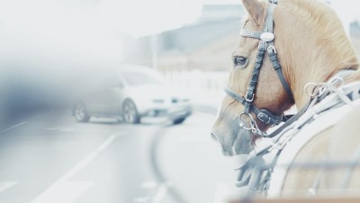 Ve Zlonicích na silnici zemřel při nehodě kůň, stádo uteklo z ohrady