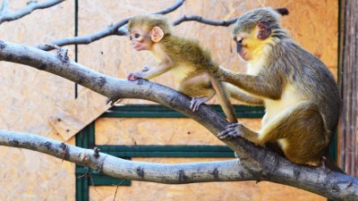 Dny adoptivních rodičů a sponzorů v Zooparku Zájezd nabídnou vstup zdarma a zajímavý program