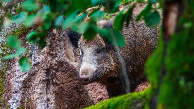 Upozornění: Divoká prasata pronikají v Kladně přímo do města