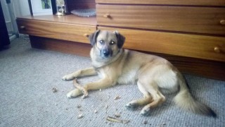 Hledá se Rudolf. Psa jeho majiteli měl hlídat útulek Bouchalka, ten ho mezitím dal do adopce