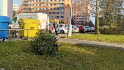 Dnes začal v Kladně fungovat svoz vánočních stromků