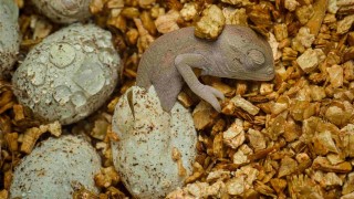 V Zooparku Zájezd se líhnou unikátní chameleoni. Jako jediní na světě chovají i rozmnožují chameleona zeleného