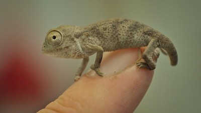 Zájezd odchoval obří chameleony!
