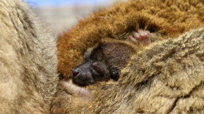 V Zooparku Zájezd se narodil lemur hnědý