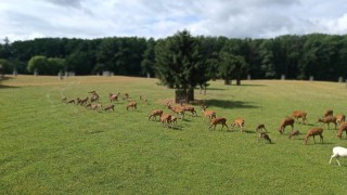 V&yacute;stava shozů v L&aacute;nech bude letos dvoudenn&iacute;